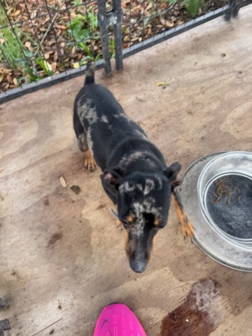 Dobie