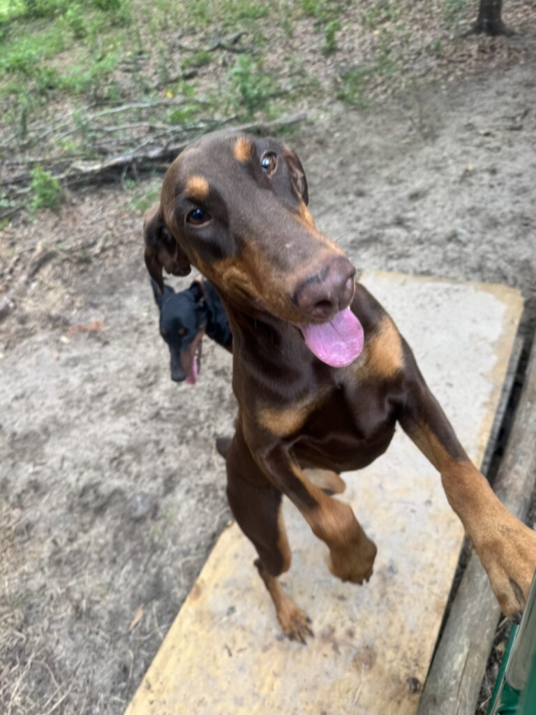 Available for adoption