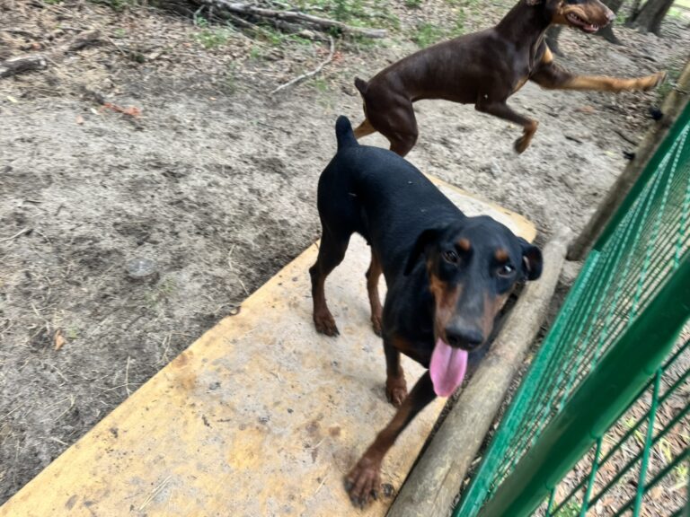 Available dobie