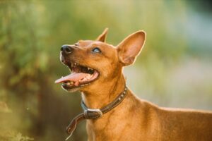 Brown Min Pin