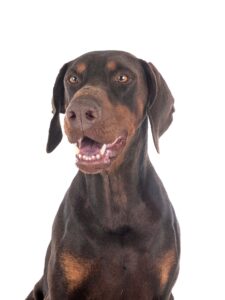 Chocolate Doberman