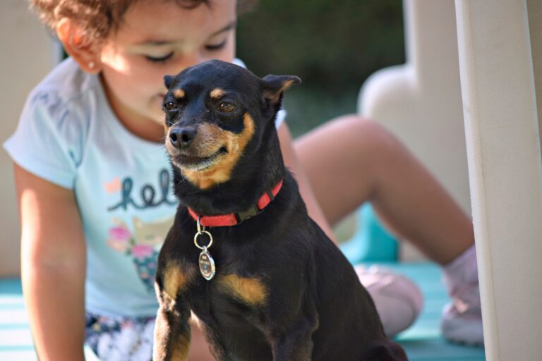 Hispanic toddler girl on top of her backyard playground along with her pet Miniature Pinscher