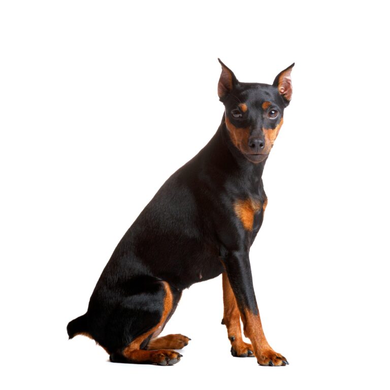 Miniature Pinscher sits on a white background, mini doberman.