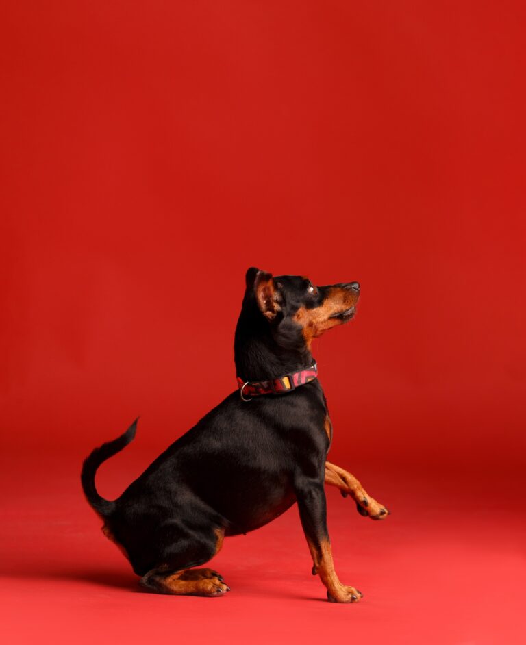 The miniature pinscher sits on a red background and gives a paw.